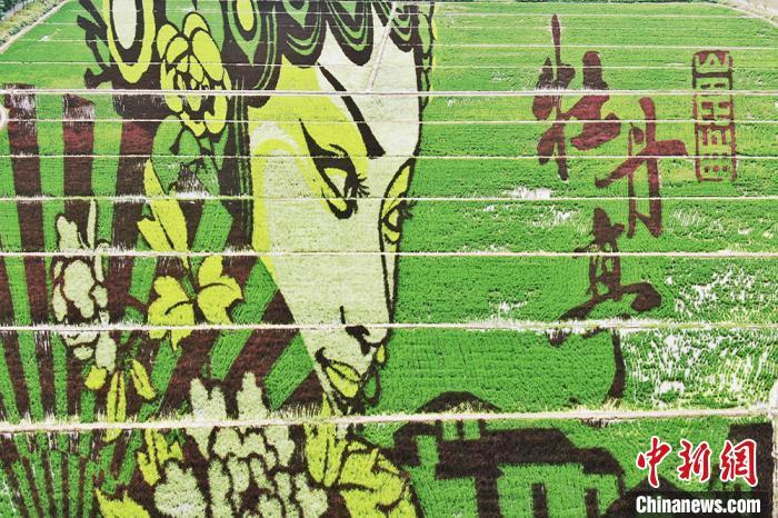 昆曲|昆曲“牡丹亭”跃然昆山张浦田间