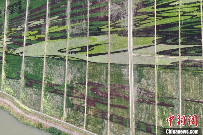 昆曲|昆曲“牡丹亭”跃然昆山张浦田间