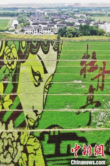 昆曲|昆曲“牡丹亭”跃然昆山张浦田间