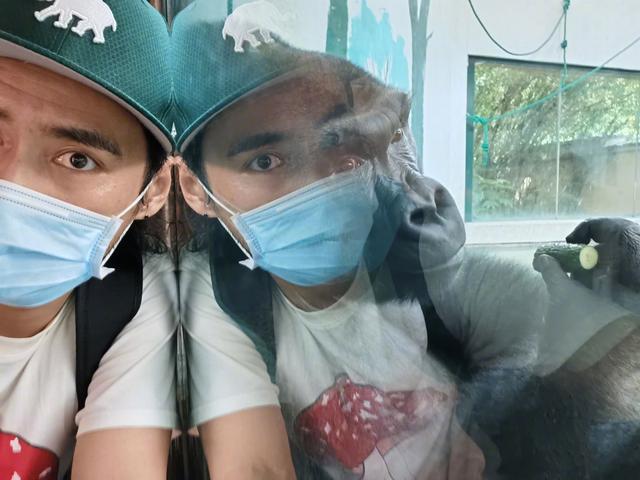张歆艺|张歆艺一家三口陪儿子动物园游玩超温馨，袁弘搞怪和大猩猩自拍