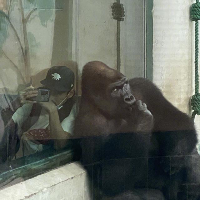 张歆艺|张歆艺一家三口陪儿子动物园游玩超温馨，袁弘搞怪和大猩猩自拍