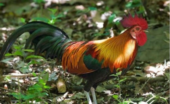 科学家|先有鸡还是先有蛋？问题还没解决，科学家先把鸡的祖先找到了