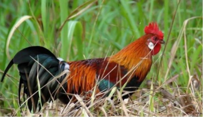 科学家|先有鸡还是先有蛋？问题还没解决，科学家先把鸡的祖先找到了