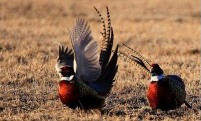 科学家|先有鸡还是先有蛋？问题还没解决，科学家先把鸡的祖先找到了