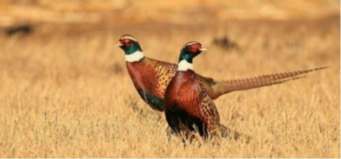 科学家|先有鸡还是先有蛋？问题还没解决，科学家先把鸡的祖先找到了