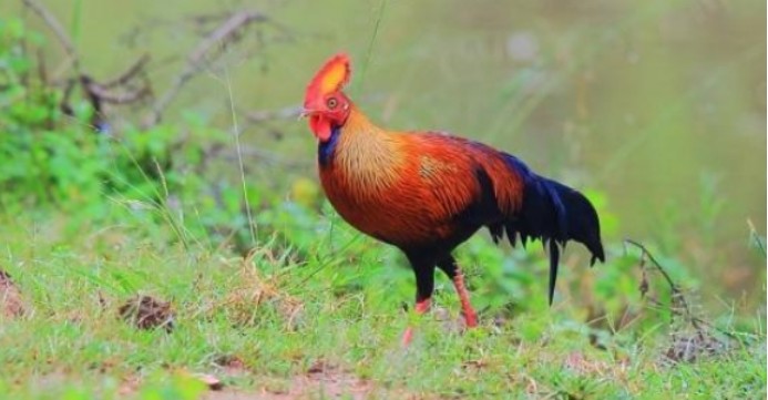 科学家|先有鸡还是先有蛋？问题还没解决，科学家先把鸡的祖先找到了