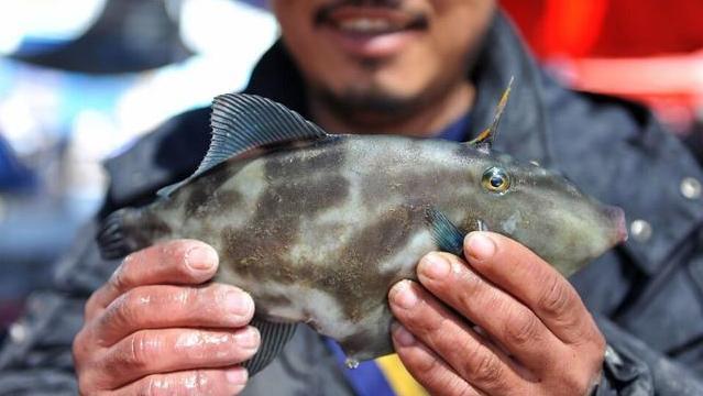 遠離大海重慶人為什麼喜歡吃這種海魚