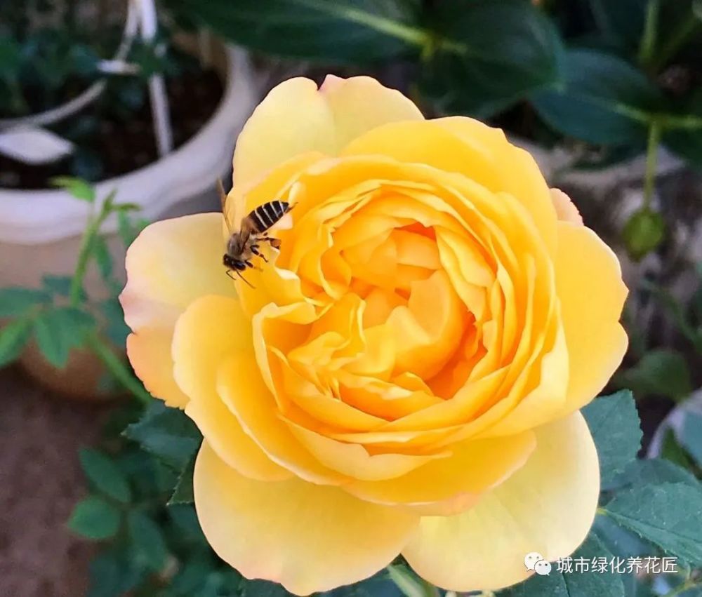 养的月季花盆栽怎么就突然黑杆了 秋老虎真不适合养月季 求支招 腾讯新闻