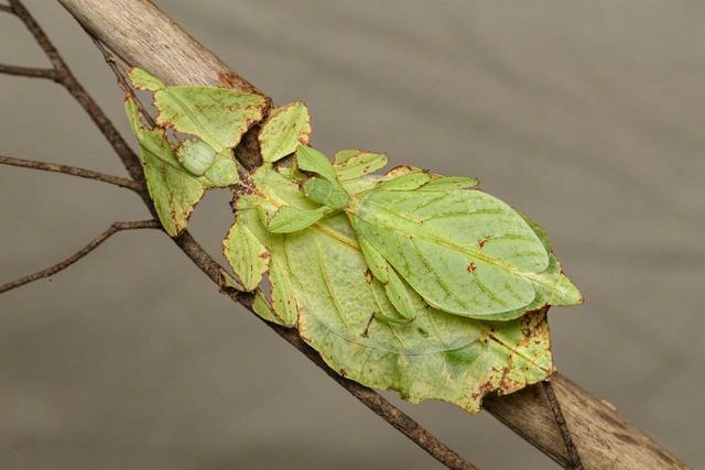 叶虫|动物伪装技巧多厉害？看看枯叶蝶和叶虫，最后一个有人甚至找不到