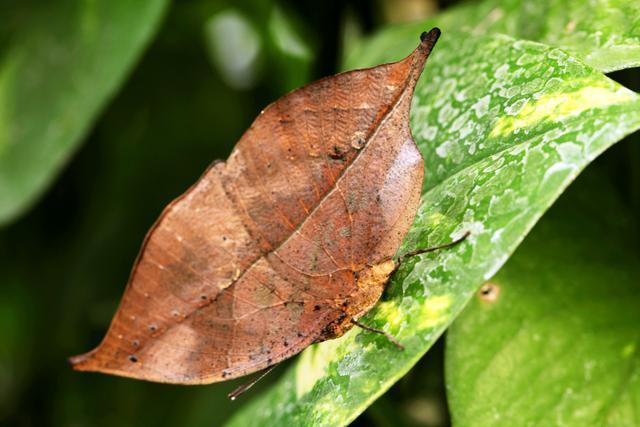 叶虫|动物伪装技巧多厉害？看看枯叶蝶和叶虫，最后一个有人甚至找不到