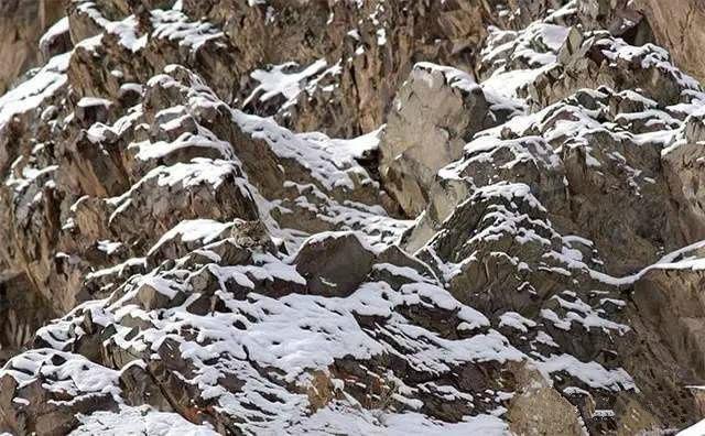 叶虫|动物伪装技巧多厉害？看看枯叶蝶和叶虫，最后一个有人甚至找不到