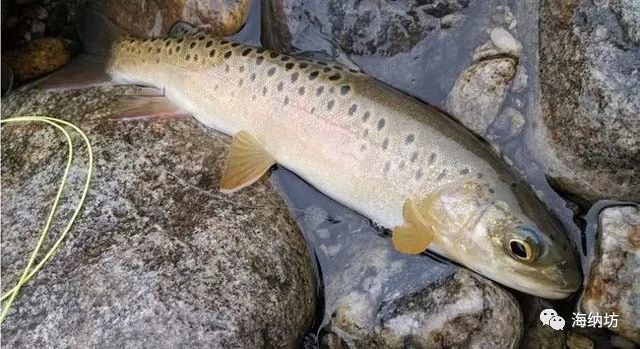 陕西一景区上演现实版鱼跃龙门,介绍神奇的"冷水鱼王"——细鳞鲑