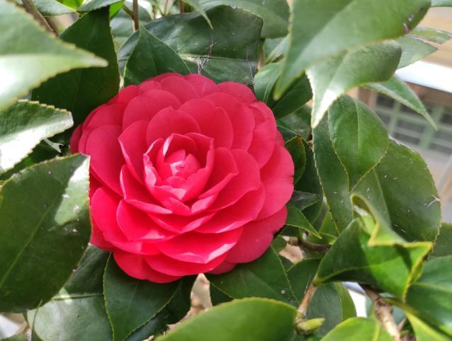 养这些花 就选一个最好的品种 随便都能养爆盆 腾讯新闻