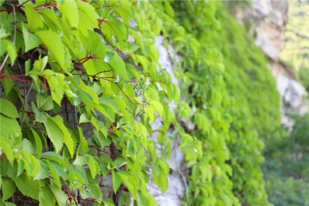 北京|裸露岩山穿上“绿新衣”！北京房山这里再添“立体美”！