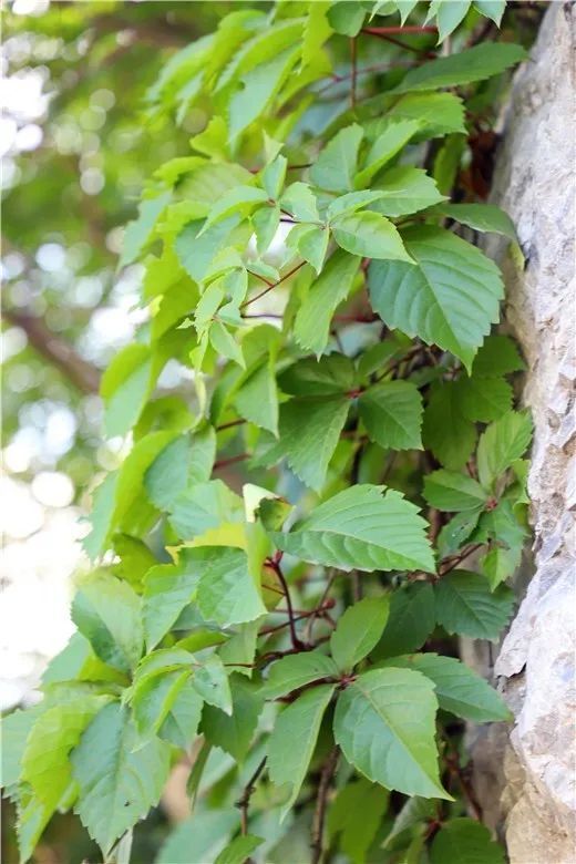 北京|裸露岩山穿上“绿新衣”！北京房山这里再添“立体美”！