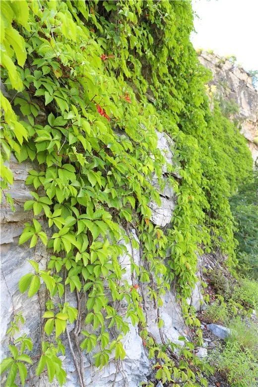 北京|裸露岩山穿上“绿新衣”！北京房山这里再添“立体美”！