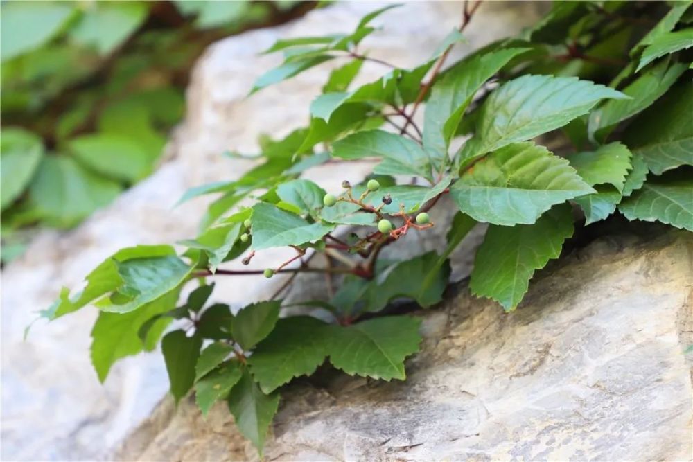 北京|裸露岩山穿上“绿新衣”！北京房山这里再添“立体美”！