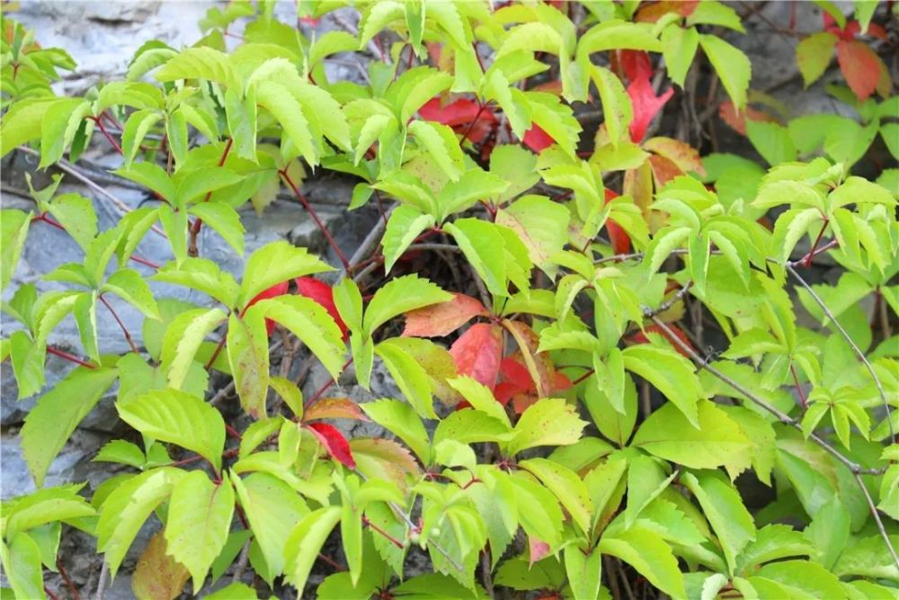 北京|裸露岩山穿上“绿新衣”！北京房山这里再添“立体美”！