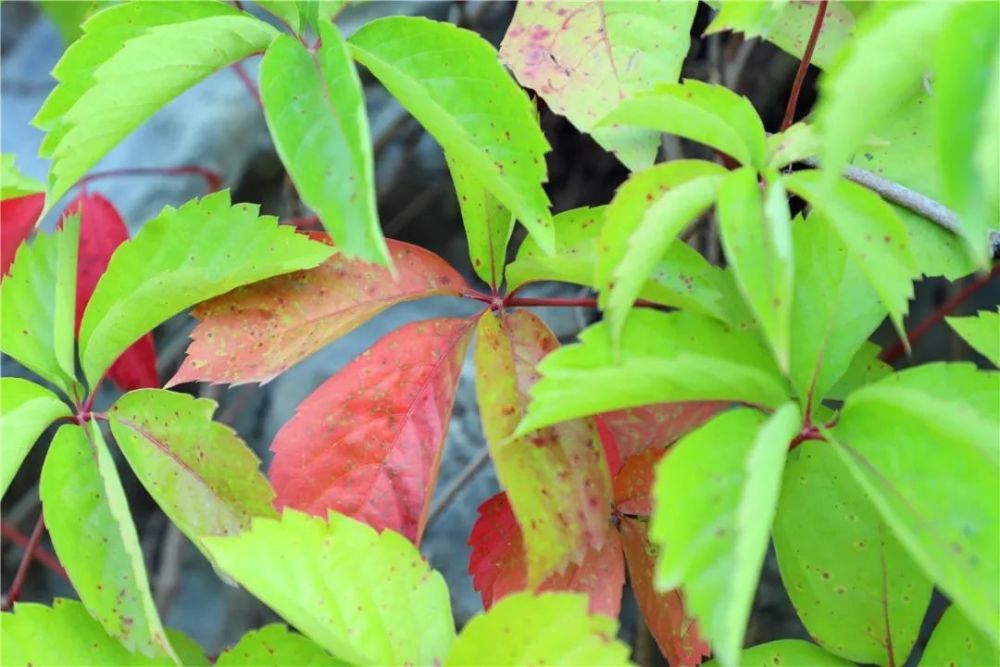 北京|裸露岩山穿上“绿新衣”！北京房山这里再添“立体美”！