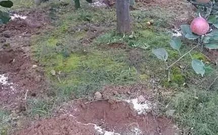 施肥|果树施肥这几招，你会吗