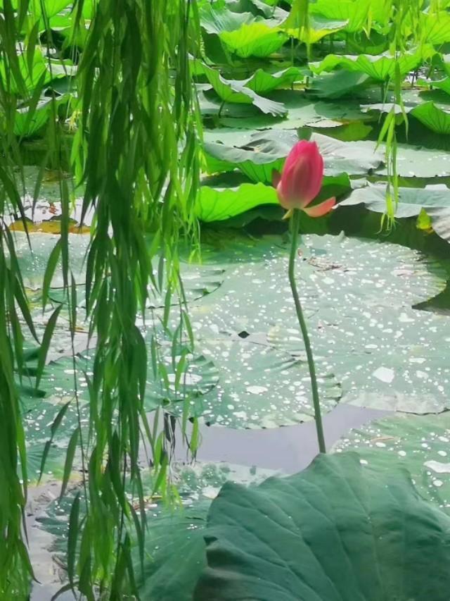 亓瑞峰|亓瑞峰诗词 五律·立秋