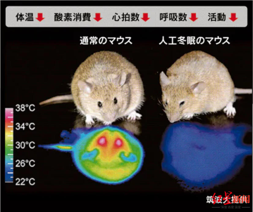 科学家|人类或许也能冬眠？科学家在小鼠身上发现“睡眠开关”