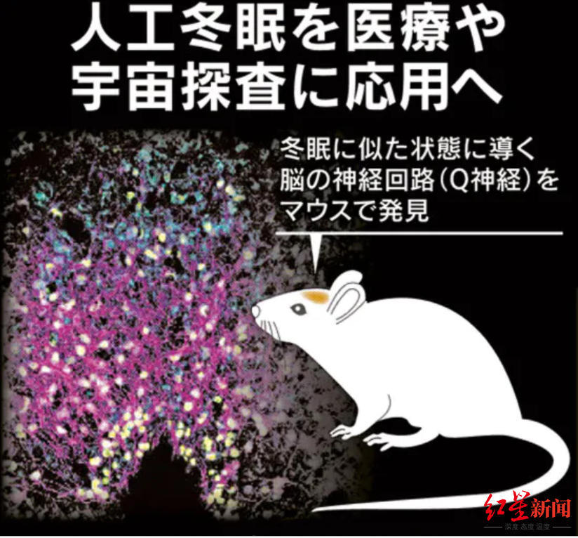 科学家|人类或许也能冬眠？科学家在小鼠身上发现“睡眠开关”