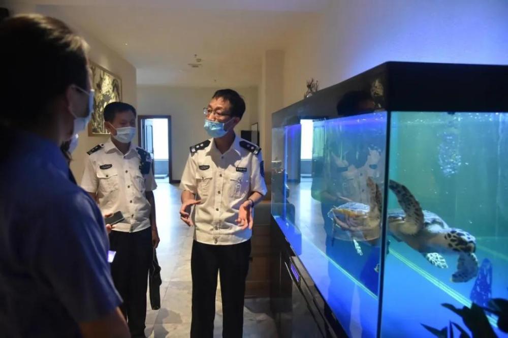 玳瑁|紧急救援！“被拐”极危物种玳瑁“落户”北京