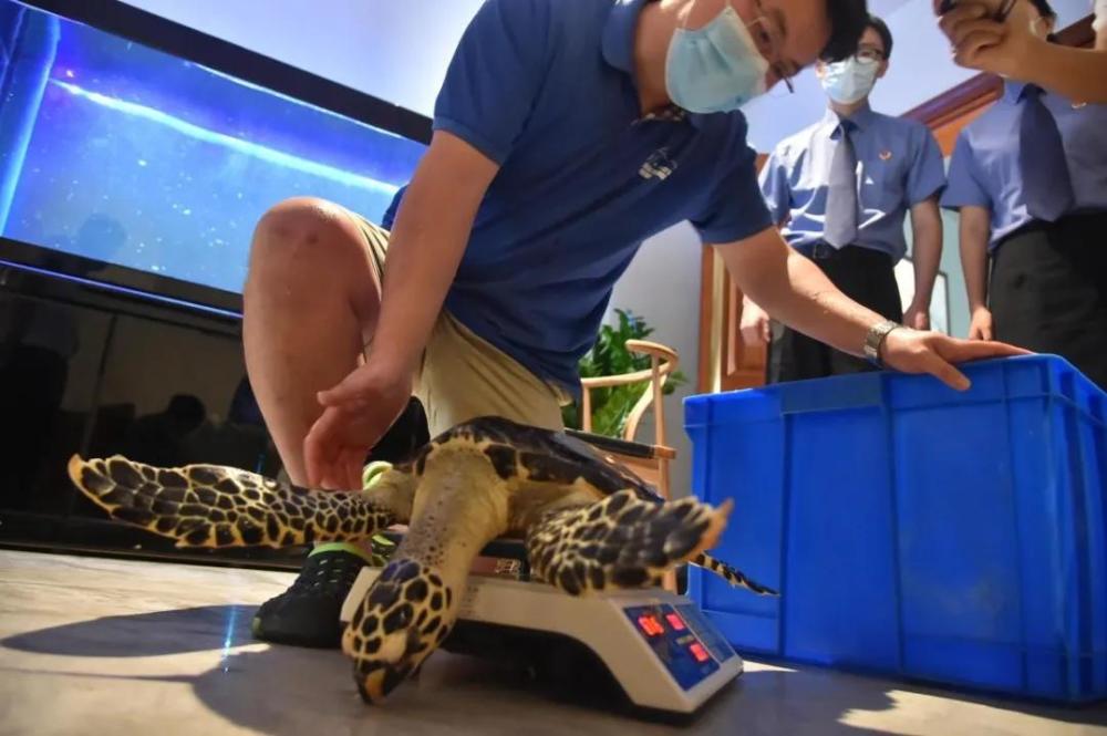 玳瑁|紧急救援！“被拐”极危物种玳瑁“落户”北京