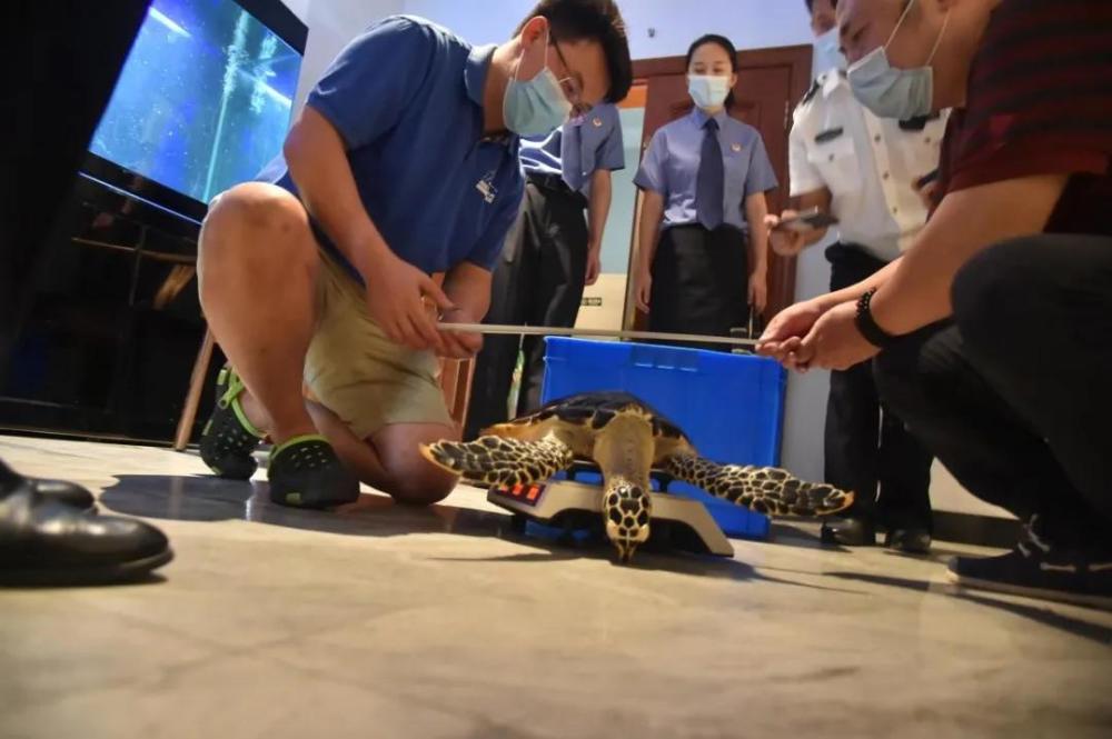 玳瑁|紧急救援！“被拐”极危物种玳瑁“落户”北京