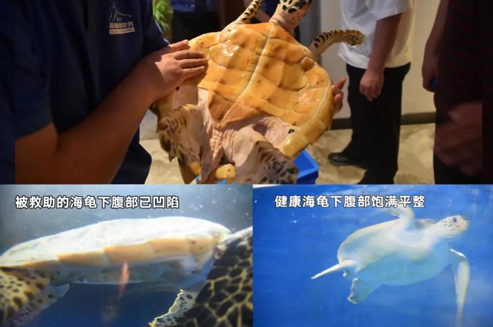 玳瑁|紧急救援！“被拐”极危物种玳瑁“落户”北京