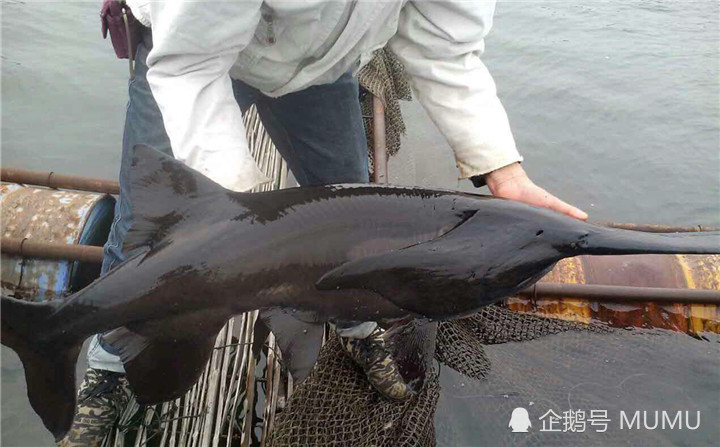 国外"鸭嘴鱼"现身长江,在美国能长到2米,在中国却活不过童年