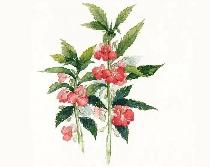 汪曾祺|汪曾祺：洗澡实在是很舒服的事，有什么享受比它更完满，更丰盛，更精致的？