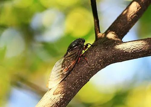 汪曾祺|汪曾祺：洗澡实在是很舒服的事，有什么享受比它更完满，更丰盛，更精致的？