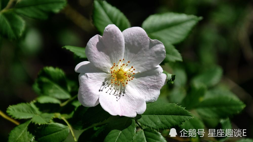 8月10日 日星座运势 白羊主动请缨 狮子配合默契 射手亲和力强 腾讯新闻