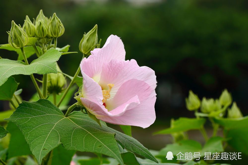 8月10日 日星座运势 白羊主动请缨 狮子配合默契 射手亲和力强 腾讯新闻