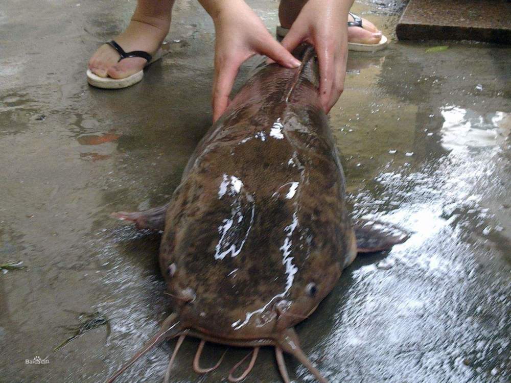 土鯰大口鯰鬍子鯰和埃及塘鯴的區別釣鯰魚的秘籍