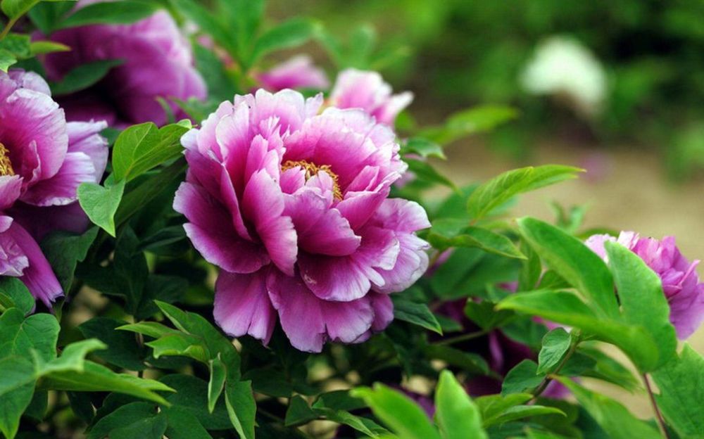河南省各市市花,洛阳牡丹最出名,月季最受欢迎