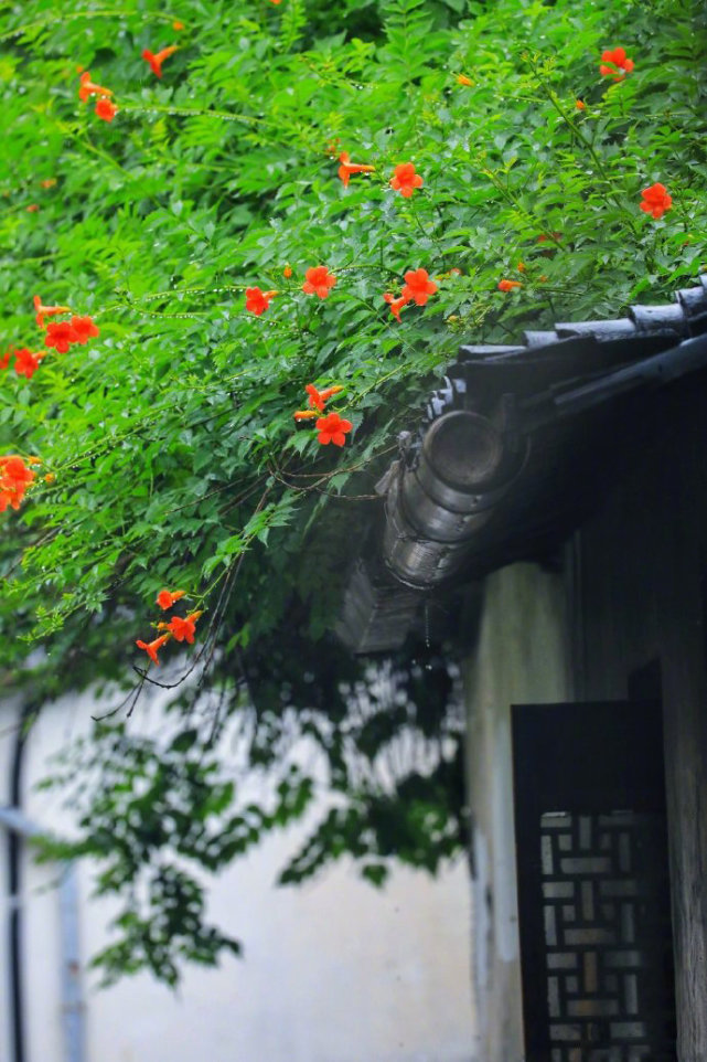 湖州的梅雨季·总是那么诗情画意