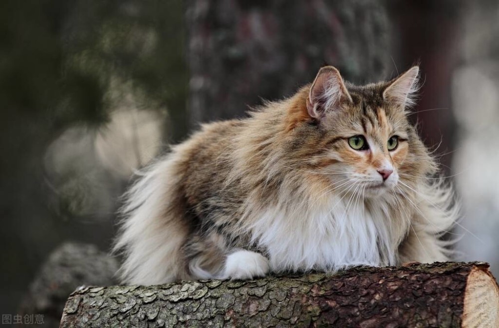 给挪威森林猫洗澡的正确步骤是什么？