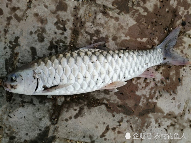 釣友常把它誤認為草魚,其實它是軍魚,老釣友教你三招野釣軍魚