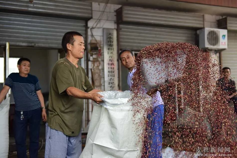 麦积区元龙镇花椒飘香农户笑交易市场购销旺