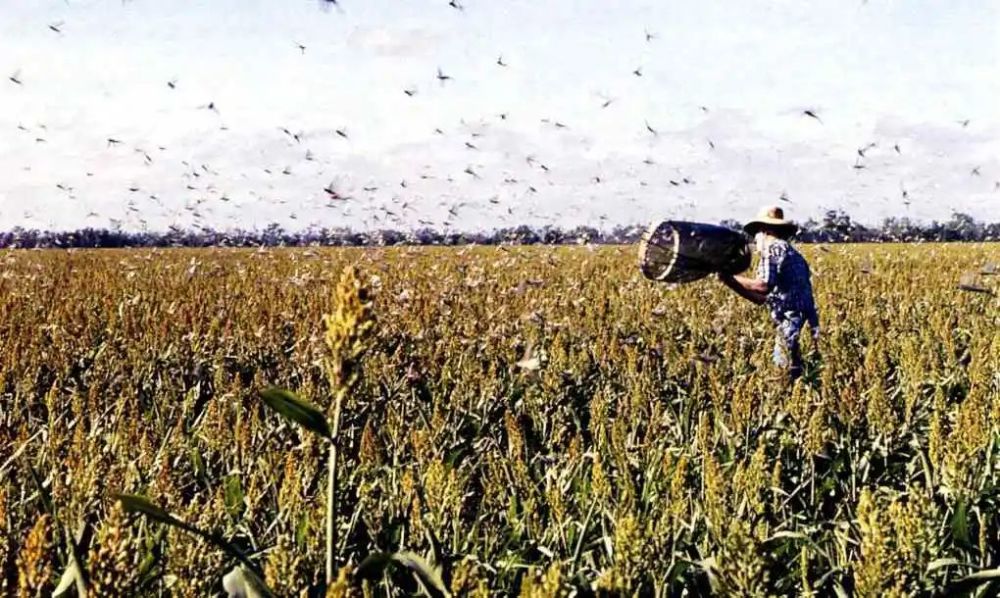 那么古人是如何治理蝗灾的呢?