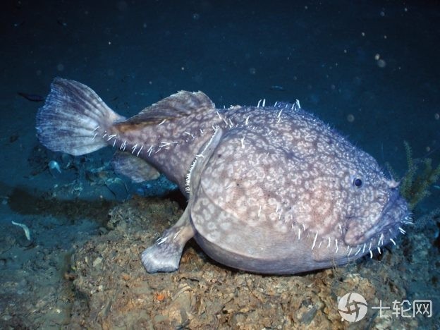 免疫系统|深海鮟鱇雌鱼为何可融合雄鱼繁殖？源于独特的免疫系统