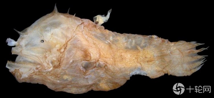 免疫系统|深海鮟鱇雌鱼为何可融合雄鱼繁殖？源于独特的免疫系统