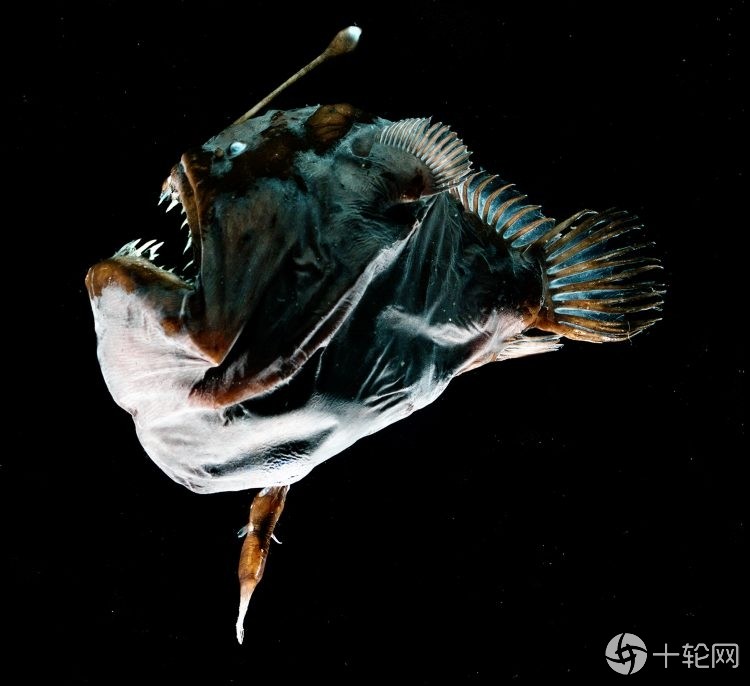 免疫系统|深海鮟鱇雌鱼为何可融合雄鱼繁殖？源于独特的免疫系统