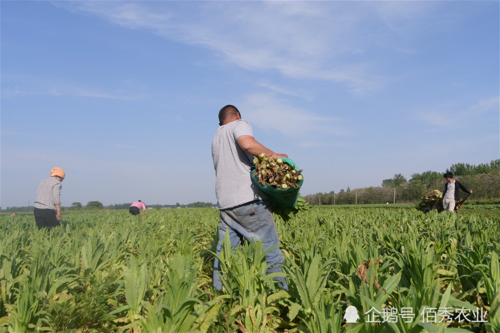 農民地租降低,種植大戶不賺錢,土地流轉到底受益了誰?