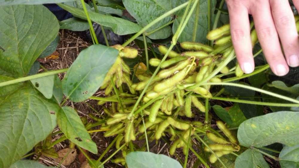 大豆|亩产600斤的豆农都是怎么做的？现在知道还不晚！