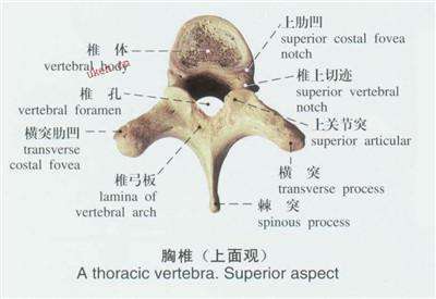 胸椎|胸椎小关节紊乱造成的各种疼痛