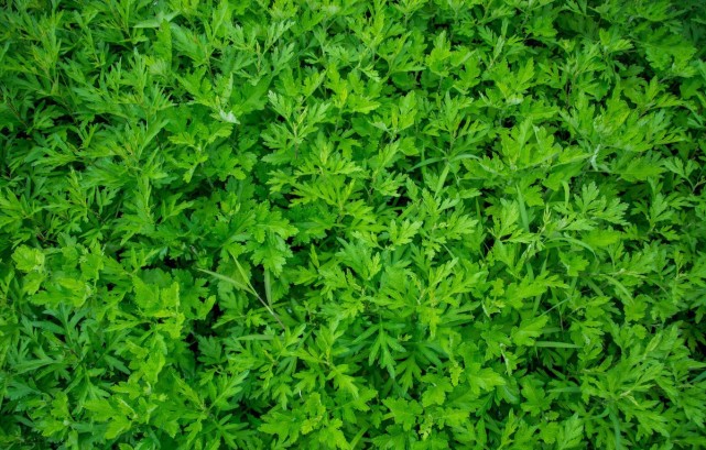 距离就是一枚红豆 青葵